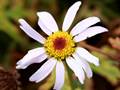 Argyranthemum haematomma