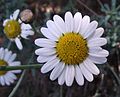 Argyranthemum haouarytheum