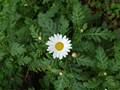 Argyranthemum lemsii