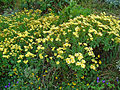 Argyranthemum maderense