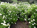 Argyranthemum pinnatifidum