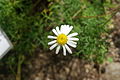 Argyranthemum sundingii