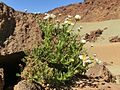 Argyranthemum tenerifae