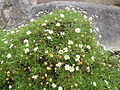 Argyranthemum winteri