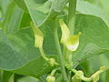 Osterluzei (Aristolochia clematitis)