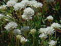 Wegerich-Grasnelke (Armeria arenaria)