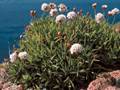 Armeria berlengensis