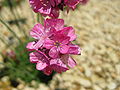 Erizo serrano (Armeria caespitosa)