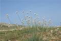 Armeria canescens ssp dalmatica