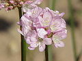 Armeria cariensis var. rumelica (Boiss.) Boiss.