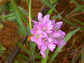 Armeria genesiana