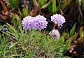 Armeria macrophylla