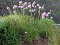 Madeira Grasnelke (Armeria maderensis)