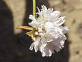 Spillone della Majella (Armeria majellensis)