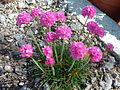 Sand-Grasnelke (Armeria maritima)