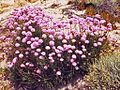 Armeria pungens