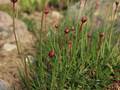 Armeria ruscinonensis