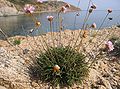 Soleirols Grasnelke (Armeria soleirolii)