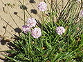 Armeria transmontana