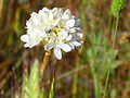 Armeria villosa