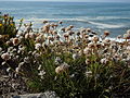 Armeria welwitschii