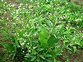 Gewöhnlicher Meerrettich (Armoracia rusticana)