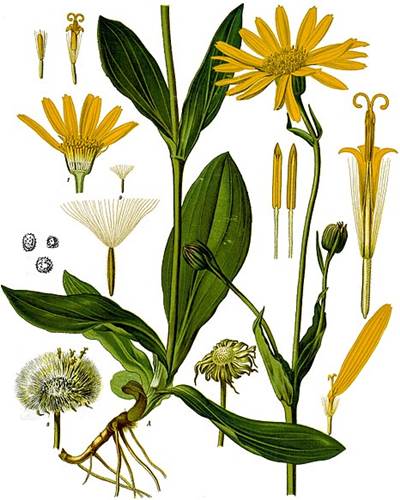 Arnika (Arnica montana)