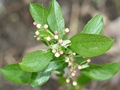 Filzige Apfelbeere (Aronia arbutifolia)