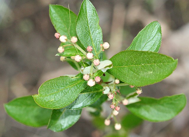 Filzige Apfelbeere (Aronia arbutifolia)