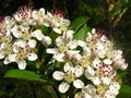 Filzige Apfelbeere (Aronia arbutifolia)