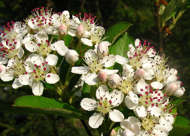 Filzige Apfelbeere (Aronia arbutifolia)