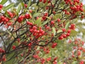 Filzige Apfelbeere (Aronia arbutifolia)