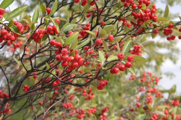 Apfelbeeren (Aronia)