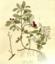 Filzige Apfelbeere (Aronia arbutifolia)