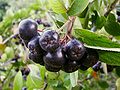 Schwarze Apfelbeere (Aronia melanocarpa)