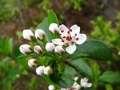 Schwarze Apfelbeere (Aronia melanocarpa)