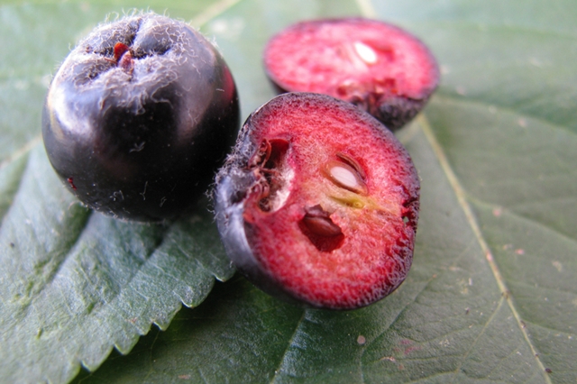 Schwarze Apfelbeere (Aronia melanocarpa)