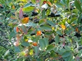 Schwarze Apfelbeere (Aronia melanocarpa)