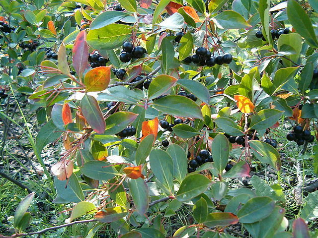 Schwarze Apfelbeere (Strauch mit Früchten)