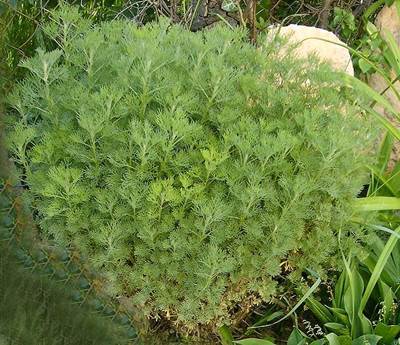 Eberraute (Artemisia abrotanum)