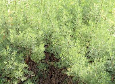 Eberraute (Artemisia abrotanum)