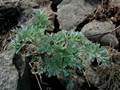 Wermut (Artemisia absinthium)