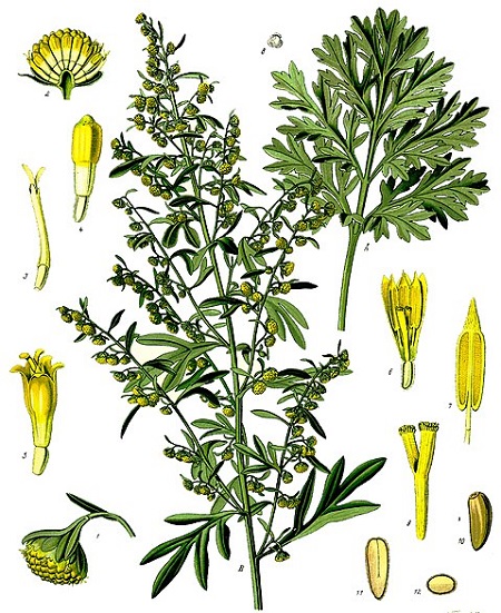 Wermut (Artemisia absinthium)