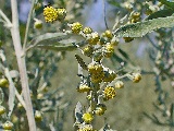 Artemisia absinthium, Blüten, Urheber/Quelle/Lizenz: H. Zell, Wikimedia, CC BY-SA 3.0
