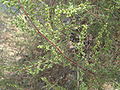 Feld-Beifuß (Artemisia campestris)