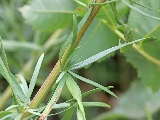 Estragon (Artemisia dracunculus), Urheber/Quelle/Lizenz: Andrey Zharkikh, flickr, CC BY 2.0