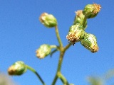 Estragon (Artemisia dracunculus), Urheber/Quelle/Lizenz: Stan Shebs, Wikimedia, CC BY-SA 3.0