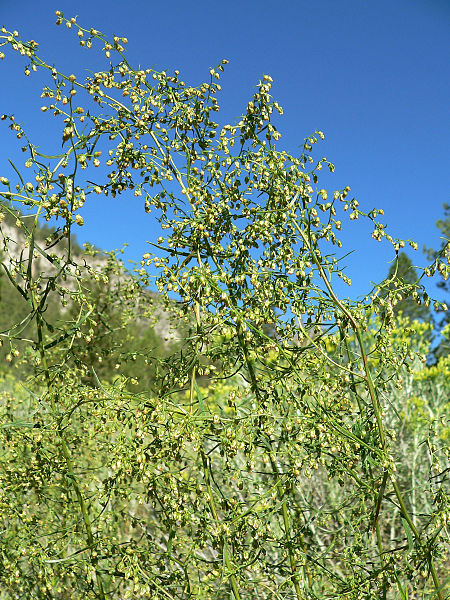 Estragon (Artemisia dracunculus)