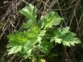 Beifuß (Artemisia vulgaris)