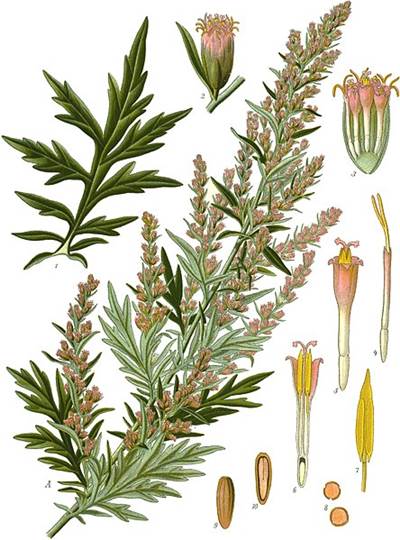 Beifuß (Artemisia vulgaris)